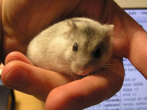 Hamster - Cute hamster