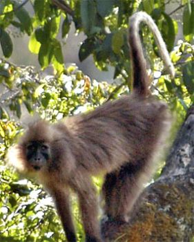 Monkey - Monkey on a tree