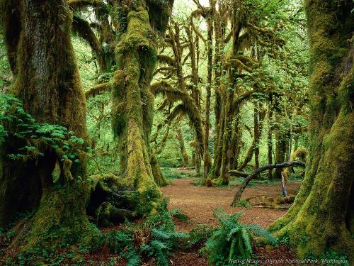 forest - huge trees