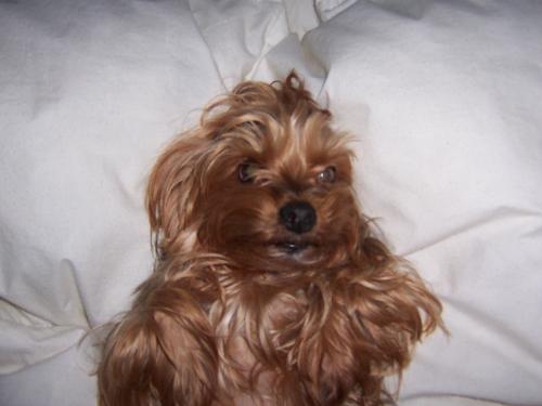 My yorkie on my bed - This is a pic of my dog on my bed.