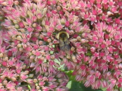 Seedums & Honey bee - Dead center is the honey bee. One of many that visited the seedums Seedums & Honey bee - Dead center is the honey bee. One of many that visited the seedums