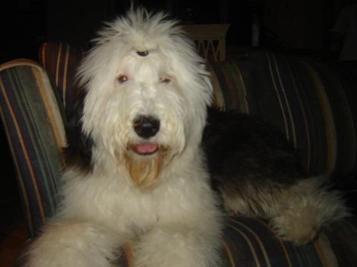 Archie - 7 month old Archie English Sheep Dog