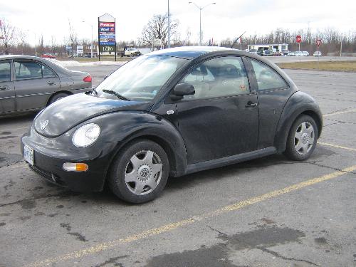 Black Beetle - 1st day with my Beetle, she needs a bath.