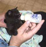 Bottle fed kitten - bottle fed kitten