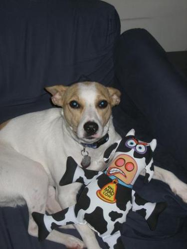 My Doggie - My Dog, Dharma, hanging out on the couch with her &#039;Mad Cow&#039; dog toy. Dharma is approximately 2 years old and is a basenji/jack russell terrier mix. 