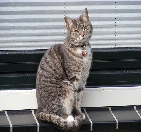 beautiful gray tabby cat - a beautiful gray tabby cat on a window