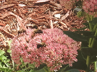 4 Honey Bees - 4 at one time sharing the sweet nectar of my seedums