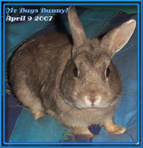 My Bunny - My bunny:)