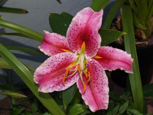 stargazer - star of all flowers.