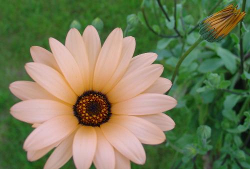 Orange Flower - One of my fave flower photos that I took last summer in my in-laws' garden in Kelujärvi, Finland.