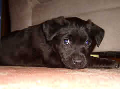 cute puppy - Sadie needs a Heart Operation