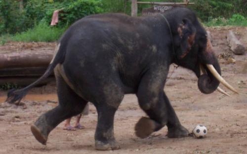 football - Crazy football player ,can you defeat it!! he is not a guy ,he is a big big elephant!!!
