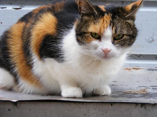my cat Chicha - my most beloved cat Chicha