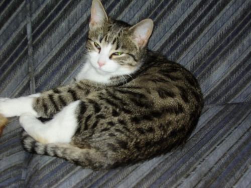 lily - one f my cats - her name is lily