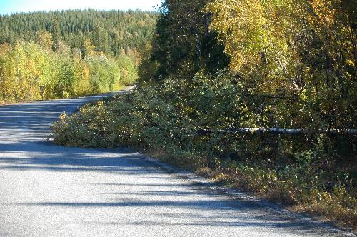 Birch fell by Beaver - This birch wass felld by a beaver infront of my car. Birch fell by Beaver - This birch wass felld by a beaver infront of my car.