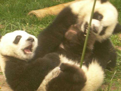 Chengdu - Pandas