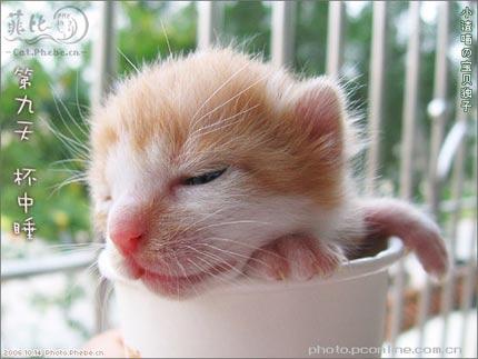 ??? - a cute cat sleep in a cup ^_^haha