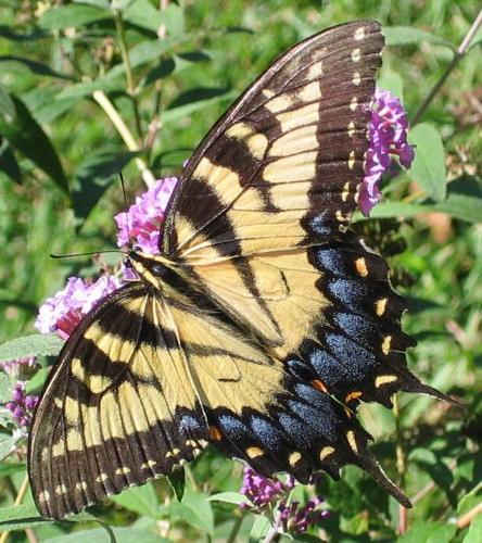 butterfly - here's a closeup of a butterfly i took just a few days ago. i did crop out most of the green so that we could focus on just the butterfly itself butterfly - here's a closeup of a butterfly i took just a few days ago. i did crop out most of the green so that we could focus on just the butterfly itself