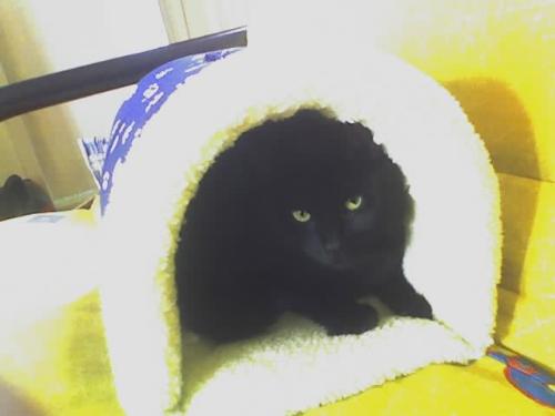 My baby - Kedi the kitty