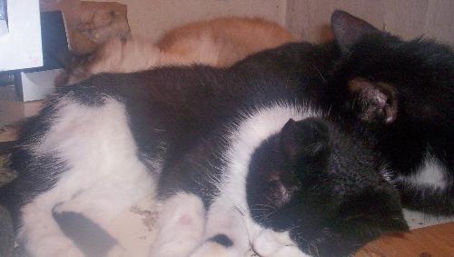 Bonny, Moonshine & Lucy - Bonny, Age 16 her dad Moonshine age 17 & his mom Lucy age 18.