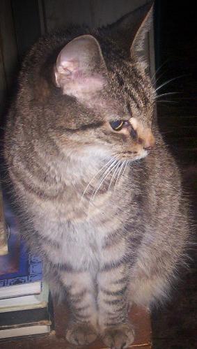 Jezebel - My youngest cat Jezebel. She turned 13 in early June. She is my 'bottle baby.'