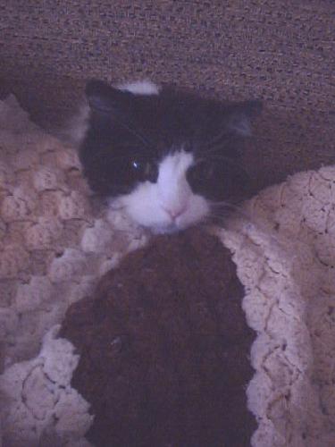 Kashmere - Kash snuggling under the afghan after she was groomed...long hair all gone for the moment.