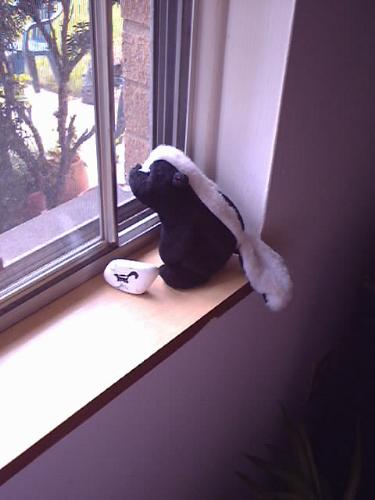 Skunks Are Fun - Just a little picture of one of my favorite stuffed animals...a little skunk starring out the window warding off any bad vibes. Always taken with me camping to attract skunks to come and visit....it works.