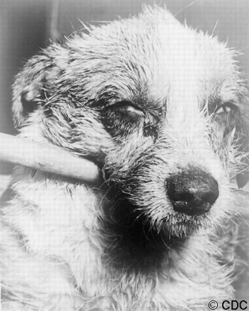dog with rabies - the picture of a dog infected with rabies