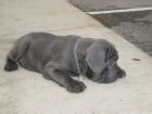 Best thing about your pet? - little puppy Best thing about your pet? - little puppy