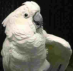 Sydney: The Umbrella Cockatoo - Sydney waving 'hello'.