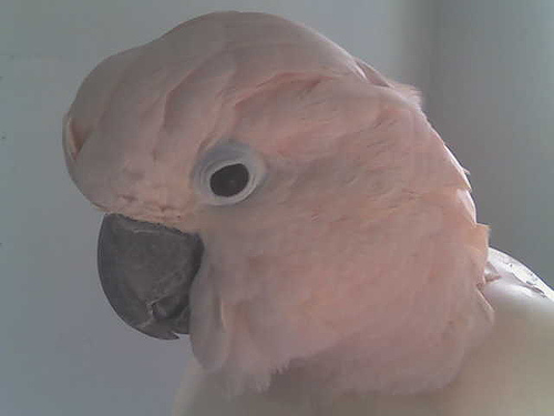 Sprite: Moluccan Cockatoo - Sprite's close up.