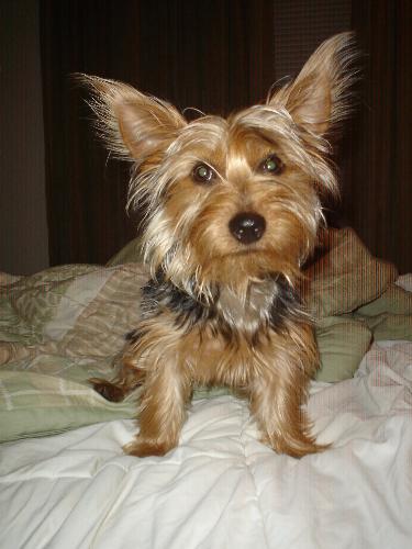 This is going to be my baby! - Yorkshire Terrier