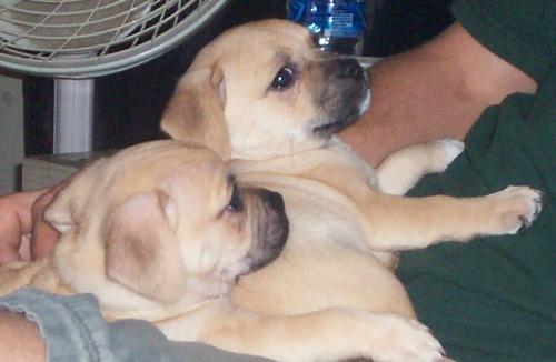 Siblings - This is Nos and his sister {needs a home} They are Puggle Jugs.