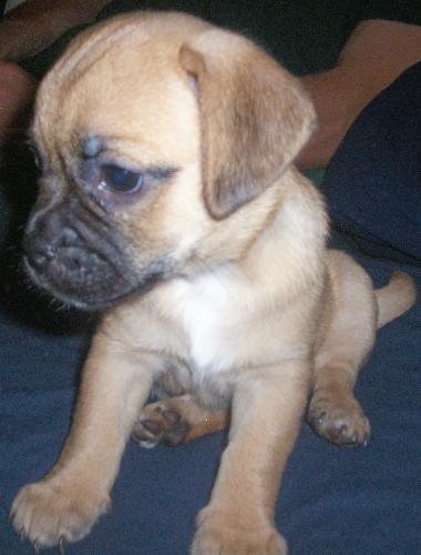 Our Baby - This is Hemi. She is our newest addition to the family. She is a Puggle Jug.