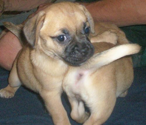 Puggle - This is Hemi playing with her sister.
