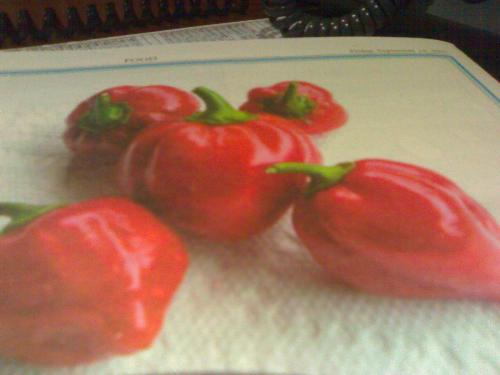 chilli best for cholesterol - from the hot chilli we can be more healthier, What we got from eating chillies...  actually i am reading a newspaper now and i come to this part which says, Chillies good for the health.. so i decide to share it with you guys and hopefully you will get something good in it.   it says:   The Health Benefits of Capsaicin  Improves digestion by stimulating stomach secretions Lower triglycerides Has a laxative effects. Triggers the release of endorphins Unclogs stuffy noses by irritating mucus membranes May reduce high blood pressure May prottect against some forms of cancer I hope this will us know the chilli is not just hot while eating it is also hot on benefits..
