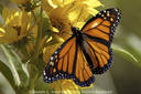 butterflies on a flower - This is a monarch butterfly.