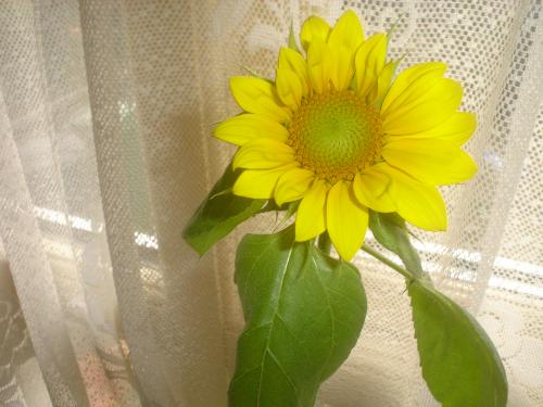 My daughter's first sun flower - We have had a summer-long competition to see which child could look after a plant until it flowered. Well, today one actually did  its been a day of celebration  blerssed be