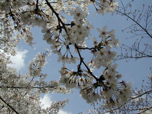 Cherry Blossom - The cherry blossom in Japan. It is very beautiful.