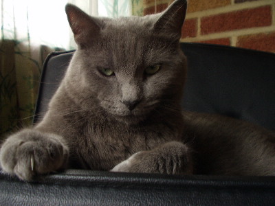 Reggie Cat - My beautiful boy. Reggie Cat.