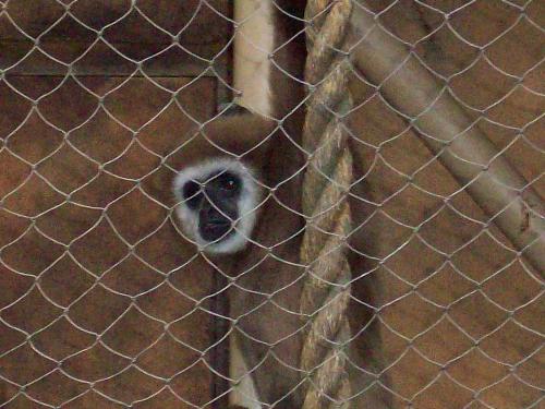 Monkey - Here is a photo of a monkey in the zoo!