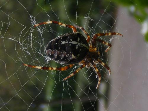 huge cross spider in someone elses garden - This photo is even better than the one I took of a cross spider in my garden. This one is darker in color.