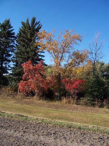 Rich Autumn Colors in Southwestern Manitoba - This photo was taken along the highway just outside of town. The rich reds and yellows create a lovely Fall display...and those of us who live in Manitoba appreciate the 4 distinct seasons we have. It is a not too bad exchange for the cold winters with less sunlight. 