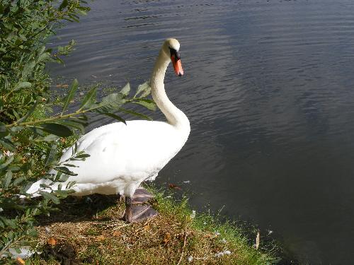 swan in a canal in Lelystad - swan in a canal in my town