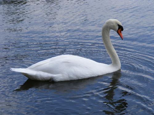 swan in a canal in my town today - swan swimming in a canal in lelystad