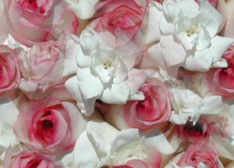 Flower - Beautiful