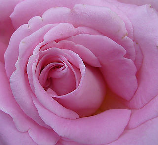 Pink rose - Very Beautiful