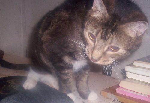 Timothy - Timothy my miracle kitty