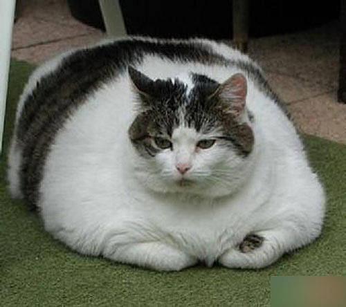 fat cat - it's a fat cat ^__^