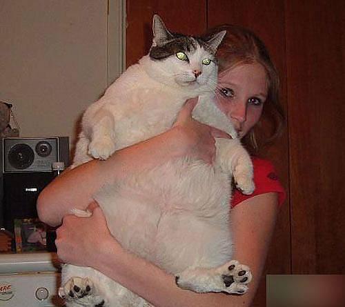 fat cat - it's a big fat cat